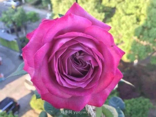 杯狀藍眼月季(圖1)