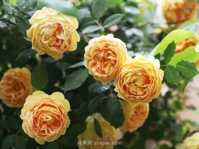 高溫天氣，該如何給月季植物保持水分？(圖1)