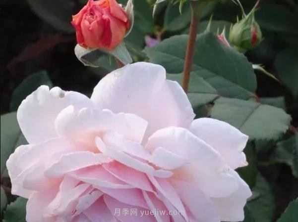 哪些月季耐寒？10大耐寒的藤本月季品種推薦(圖8)