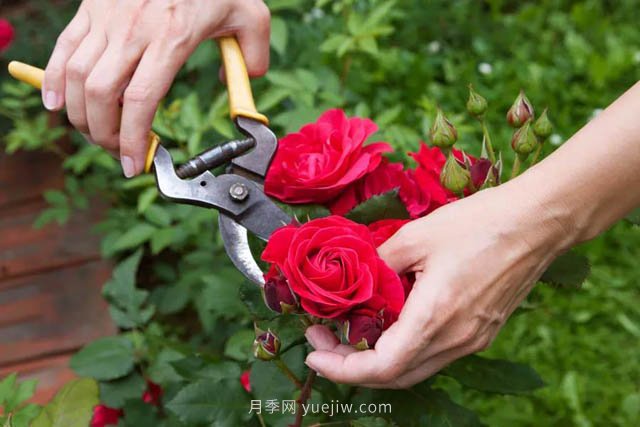 月季花后應該如何修剪？正確修剪方法(圖1)