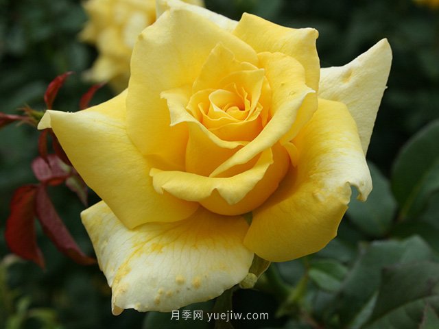 養(yǎng)花的十大好處，愛花的你一定要看！(圖1)