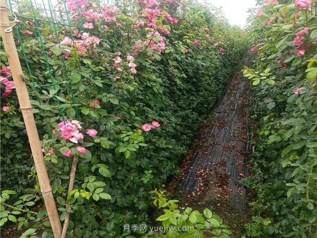 如何才能種植好藤本月季？(圖1)
