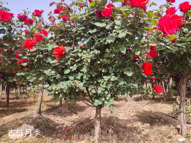 樹狀月季栽培管理技術(shù)和注意事項(圖3)