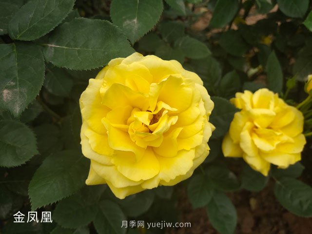 月季網(wǎng)：月季的修剪技術總結(圖1)