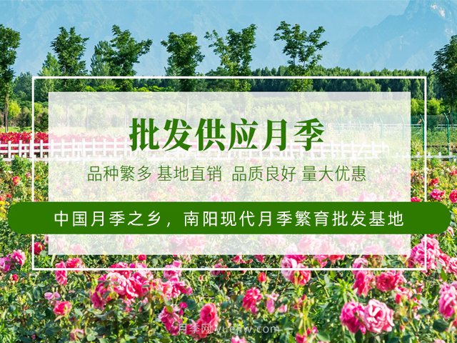 月季網(wǎng)：月季的修剪技術總結(圖2)