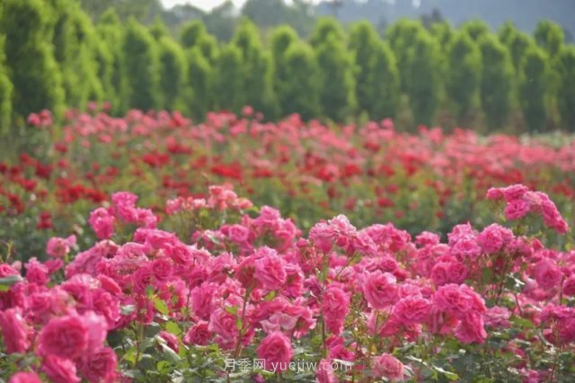 月季打造美麗鄉(xiāng)村，南陽月季美化衢州鄉(xiāng)村振興之路(圖1)