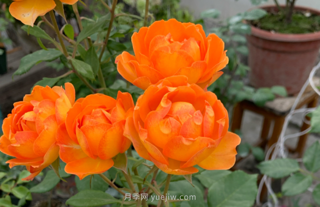 夏季入手藤本月季推薦5個品種，漂亮還好養(yǎng)(圖4)