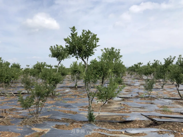 臨沂莒南北美冬青苗圃基地，可以做出上億產(chǎn)值(圖3)