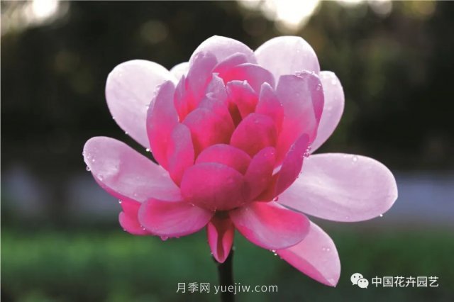 玉蘭新品種，走出宜昌五峰的紅花玉蘭(圖3)