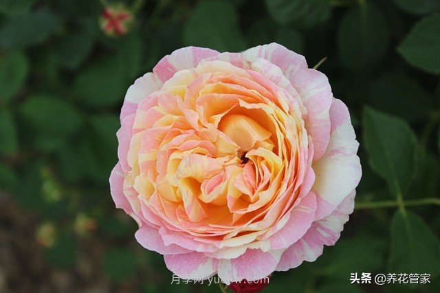 盤(pán)點(diǎn)五款耐熱耐曬月季，南方花友照樣養(yǎng)(圖2)
