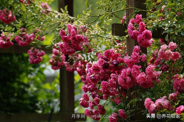 盤(pán)點(diǎn)五款耐熱耐曬月季，南方花友照樣養(yǎng)(圖5)