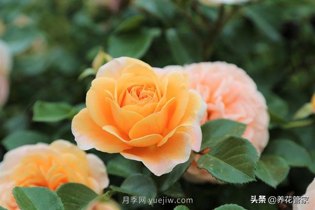 盤(pán)點(diǎn)五款耐熱耐曬月季，南方花友照樣養(yǎng)(圖1)