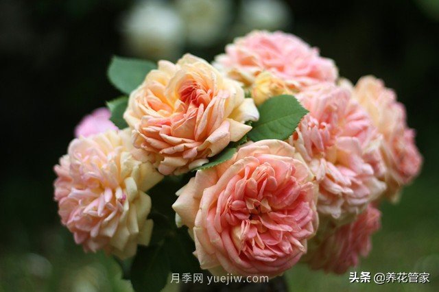 盤(pán)點(diǎn)五款耐熱耐曬月季，南方花友照樣養(yǎng)(圖4)