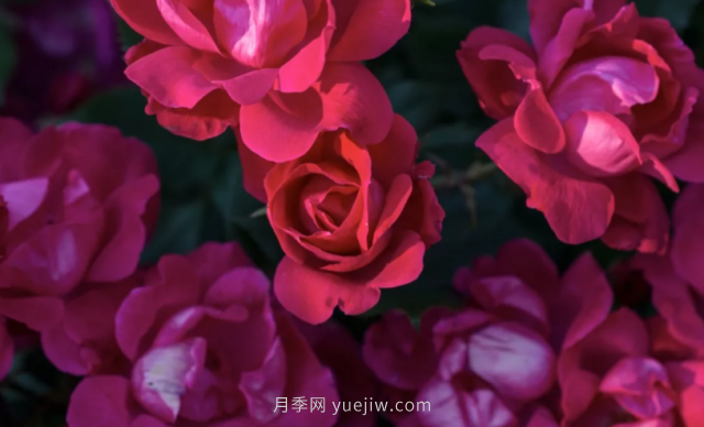 絕代佳人月季系列，這5個(gè)低維護(hù)月季到底什么來(lái)頭？(圖1)