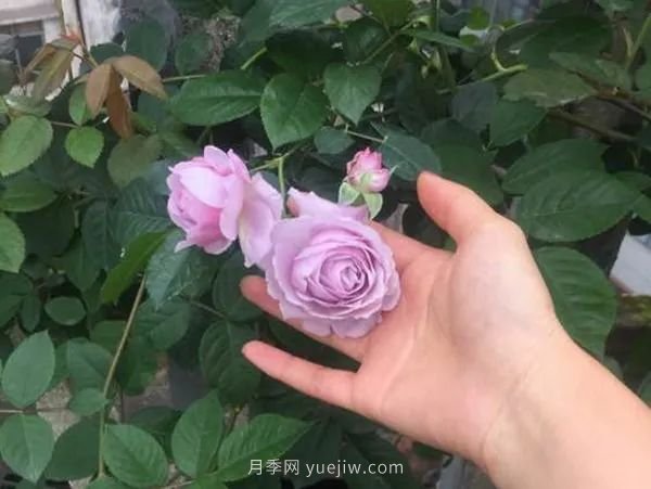 紫色系藤本月季都有哪些？(圖8)