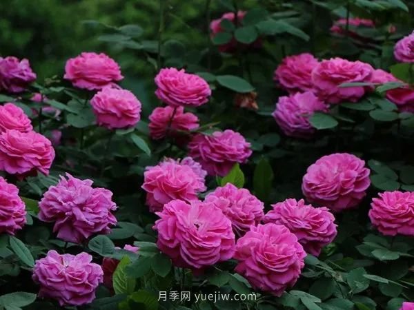 紫色系藤本月季都有哪些？(圖5)