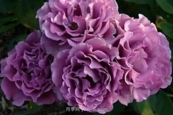 紫色系藤本月季都有哪些？(圖1)