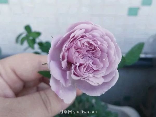 紫色系藤本月季都有哪些？(圖2)