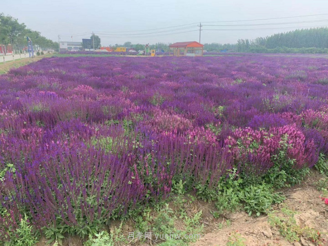 聊城芳香文化博覽園，鄉(xiāng)村振興巾幗示范基地(圖4)