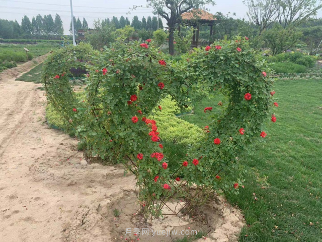 聊城芳香文化博覽園，鄉(xiāng)村振興巾幗示范基地(圖2)