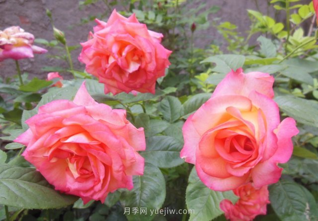 7月養(yǎng)這6種花卉，長得快花量大適合新手(圖2)