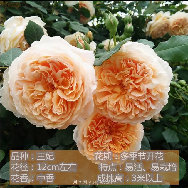 炎炎夏日有花香，推薦四款比較香的月季(圖4)