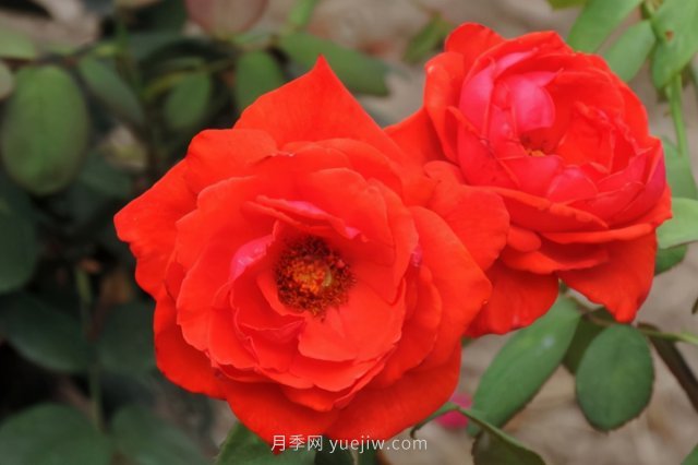 炎炎夏日有花香，推薦四款比較香的月季(圖3)