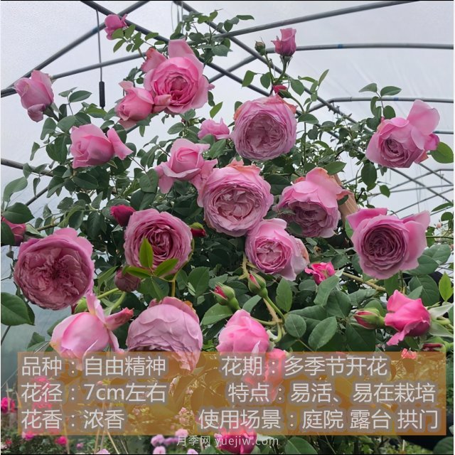 炎炎夏日有花香，推薦四款比較香的月季(圖1)