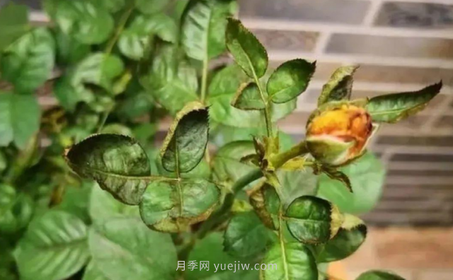 7月月季常爆發(fā)這3種蟲害，對(duì)癥下藥無煩惱(圖4)