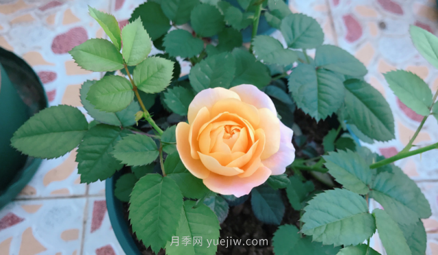7月月季常爆發(fā)這3種蟲害，對(duì)癥下藥無煩惱(圖1)