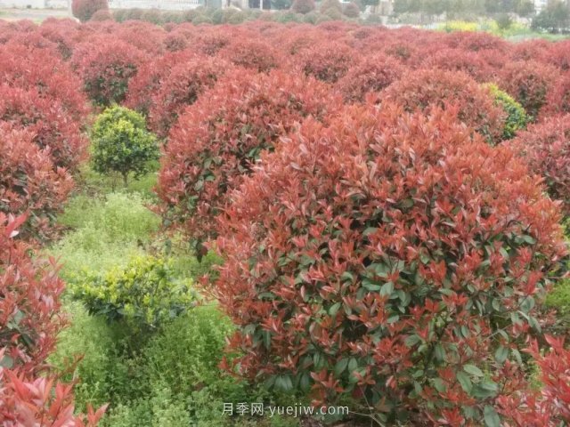 苗木從業(yè)者的新選擇，這積累花木受歡迎(圖5)