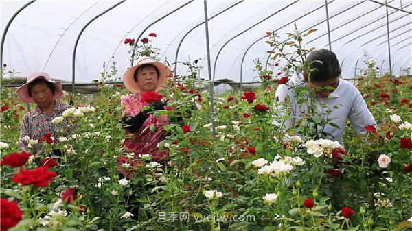 平頂山葉縣：花卉產(chǎn)業(yè)綻放“美麗經(jīng)濟”(圖1)