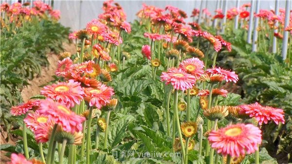 平頂山葉縣：花卉產(chǎn)業(yè)綻放“美麗經(jīng)濟”(圖2)