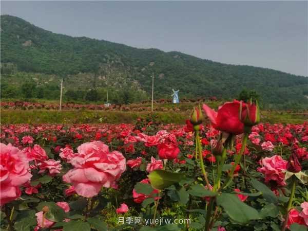 信陽羅山：美麗鄉(xiāng)村綻放月季“美麗經(jīng)濟”(圖2)