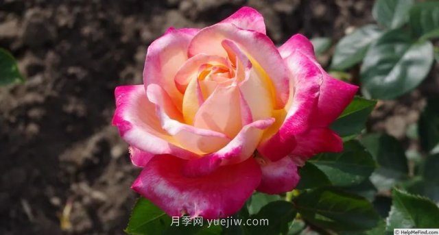 全世界每一個月季品種園里，都會有一種和平月季寧靜祥和地盛開(圖8)