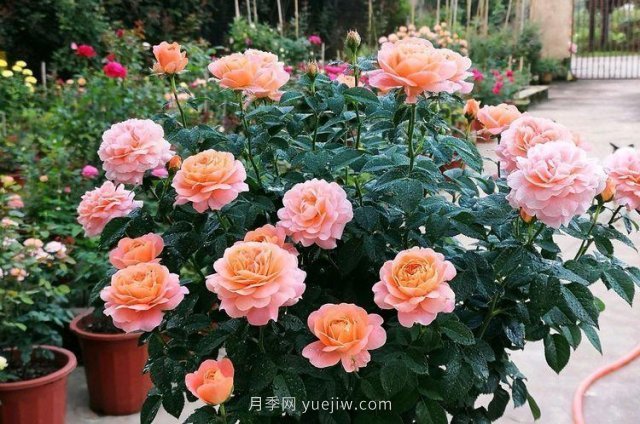 陽臺養(yǎng)月季果汁陽臺是首選，5大優(yōu)點告訴你(圖2)