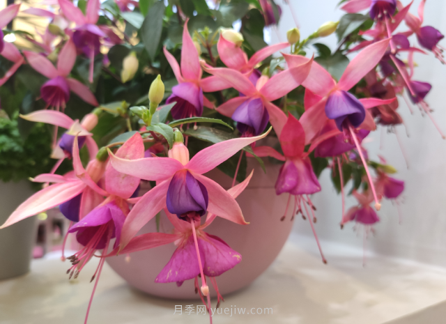 夏天不能買的7種花，再漂亮也要管住手(圖5)