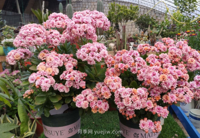 夏天不能買的7種花，再漂亮也要管住手(圖6)