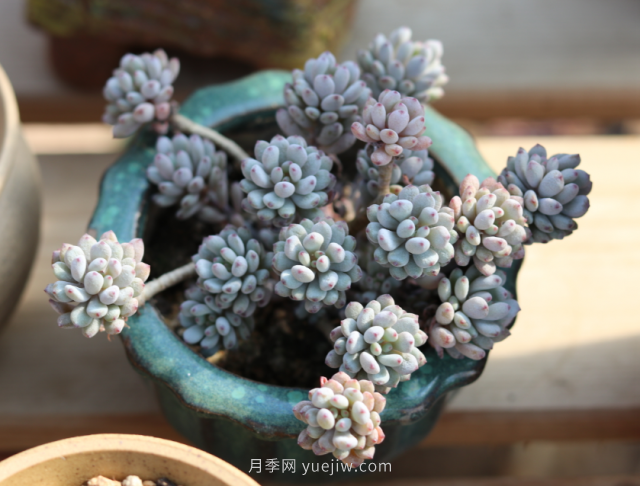 夏天不能買的7種花，再漂亮也要管住手(圖7)