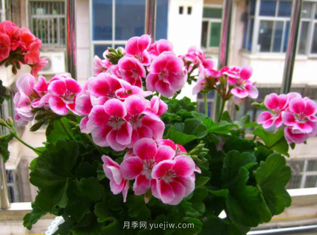 夏天不能買的7種花，再漂亮也要管住手(圖2)
