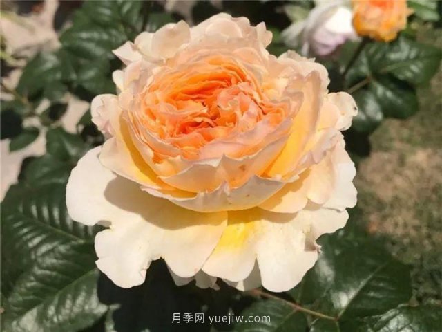 夏天隨便養(yǎng)，20個不怕熱的耐熱月季品種推薦(圖4)