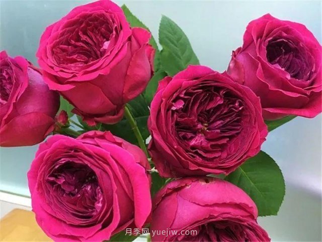 夏天隨便養(yǎng)，20個不怕熱的耐熱月季品種推薦(圖11)