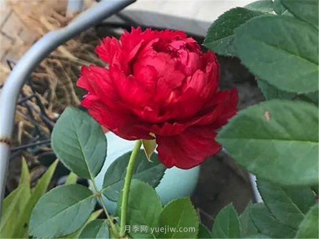 夏天隨便養(yǎng)，20個不怕熱的耐熱月季品種推薦(圖16)