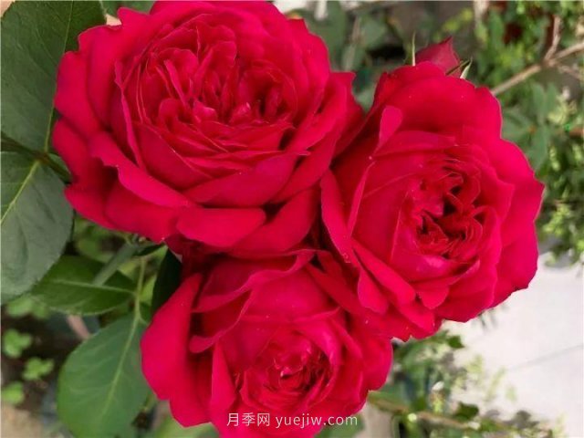 夏天隨便養(yǎng)，20個不怕熱的耐熱月季品種推薦(圖1)