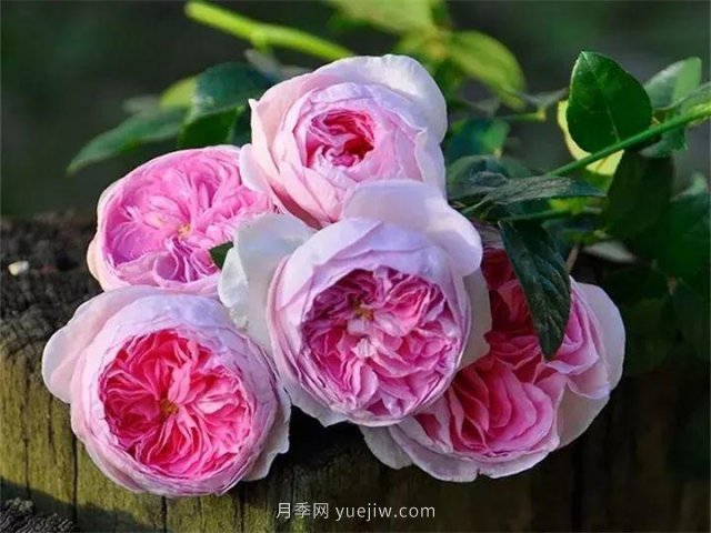 夏天隨便養(yǎng)，20個不怕熱的耐熱月季品種推薦(圖20)