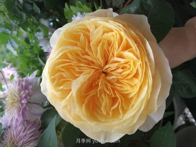 夏天隨便養(yǎng)，20個不怕熱的耐熱月季品種推薦(圖19)