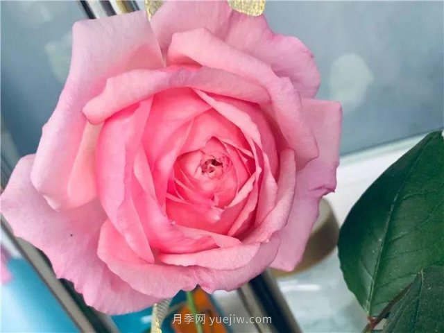 夏天隨便養(yǎng)，20個不怕熱的耐熱月季品種推薦(圖10)