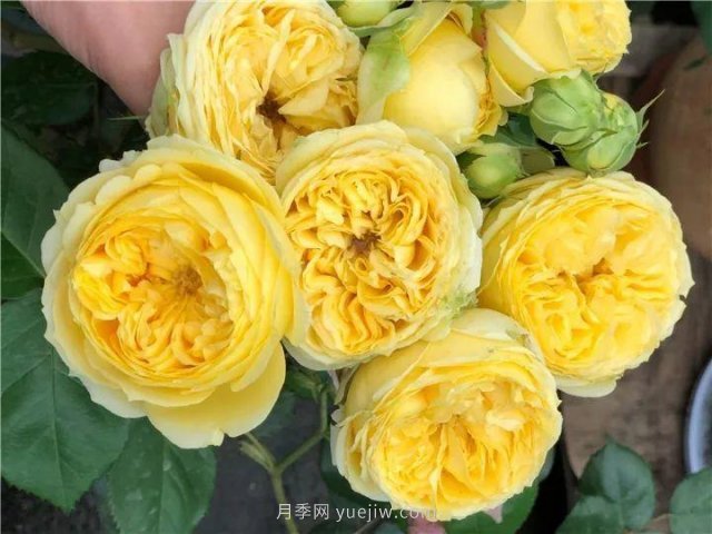 夏天隨便養(yǎng)，20個不怕熱的耐熱月季品種推薦(圖13)