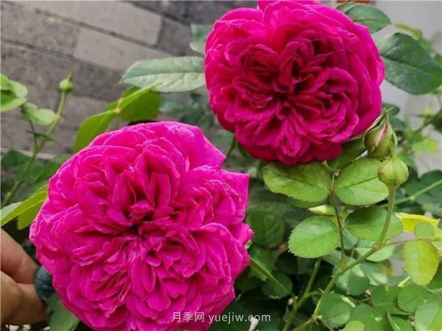 夏天隨便養(yǎng)，20個不怕熱的耐熱月季品種推薦(圖7)