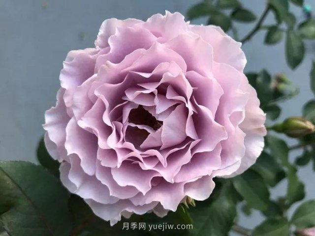 夏天隨便養(yǎng)，20個不怕熱的耐熱月季品種推薦(圖12)